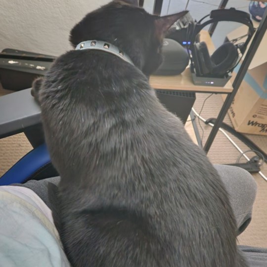Shadow DSH lost 26 feb
